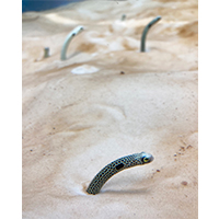 砂底から覗くチンアナゴの写真素材