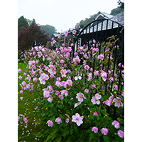 ピンクの花の庭の写真