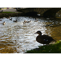 イギリスの川と鴨の群れの写真素材(1)