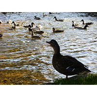 イギリスの川と鴨の群れの写真素材(2)
