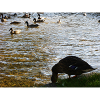 イギリスの川と鴨の群れの写真素材(3)