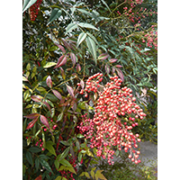 赤い実をつけた南天の樹の写真(2)