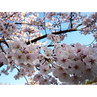 お花見日和の桜の写真(1)