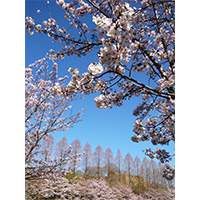 お花見日和の桜の写真(2)