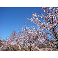 お花見日和の桜の写真(3)