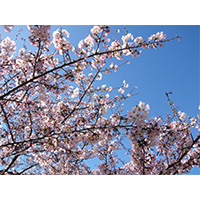お花見日和の桜の写真(5)