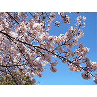 お花見日和の桜の写真(6)