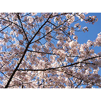 お花見日和の桜の写真(7)