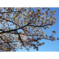 お花見日和の桜の写真(8)