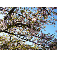 お花見日和の桜の写真(9)
