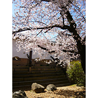 お花見日和の桜の写真(12)