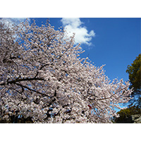 お花見日和の桜の写真(13)