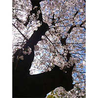 お花見日和の桜の写真(14)