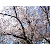 お花見日和の桜の写真(15)