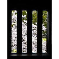 お花見日和の桜の写真(16)