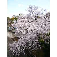 お花見日和の桜の写真(17)