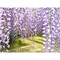 きれいな紫色の藤棚の写真(1)