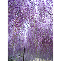 きれいな紫色の藤棚の写真(2)