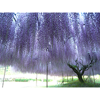 きれいな紫色の藤棚の写真(3)