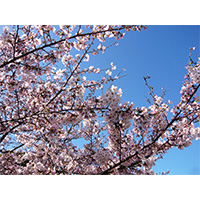お花見日和の桜の写真(4)