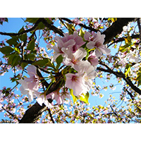 お花見日和の桜の写真(10)