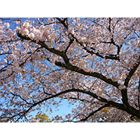 お花見日和の桜の写真(11)