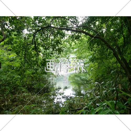 森の湖の 1 写真 画像衆 デザインを簡単レベルアップ 写真 模様 イラストのダウンロードサイト