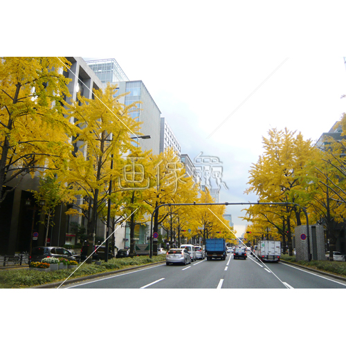 街路樹の 2 無料写真 画像衆 デザインを簡単レベルアップ 写真 模様 イラストのダウンロードサイト