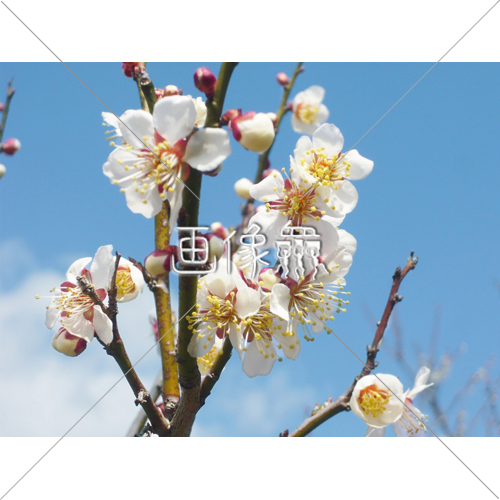 白い梅の木の 2 写真 画像衆 デザインを簡単レベルアップ 写真 模様 イラストのダウンロードサイト