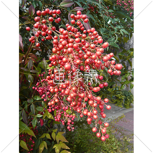 赤い実をつけた南天の樹の写真 1 画像衆 デザインを簡単レベルアップ 写真 模様 イラストのダウンロードサイト