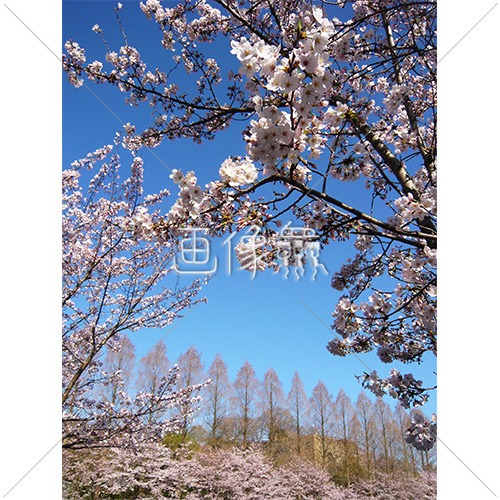 お花見日和の桜の写真 2 画像衆 デザインを簡単レベルアップ 写真 模様 イラストのダウンロードサイト