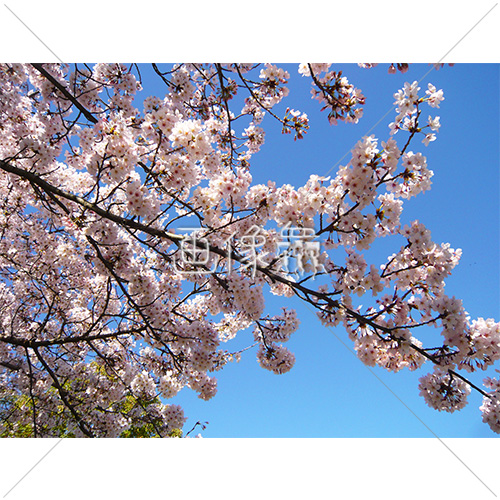 お花見日和の桜の写真 6 画像衆 デザインを簡単レベルアップ 写真 模様 イラストのダウンロードサイト