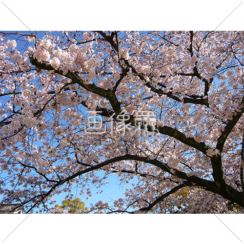 お花見日和の桜の写真 11 画像衆 デザインを簡単レベルアップ 写真 模様 イラストのダウンロードサイト