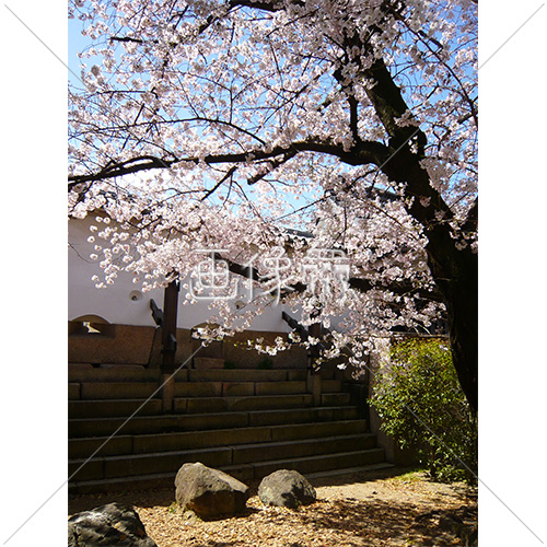 お花見日和の桜の写真 12 画像衆 デザインを簡単レベルアップ 写真 模様 イラストのダウンロードサイト