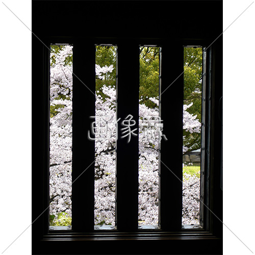 お花見日和の桜の写真 16 画像衆 デザインを簡単レベルアップ 写真 模様 イラストのダウンロードサイト