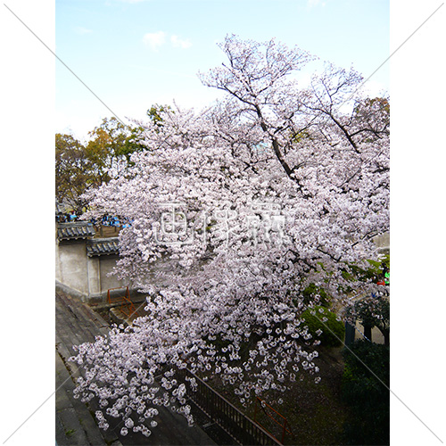 お花見日和の桜の写真 17 画像衆 デザインを簡単レベルアップ 写真 模様 イラストのダウンロードサイト