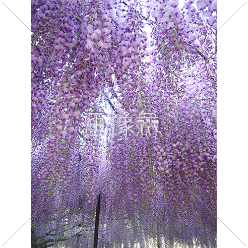 きれいな紫色の藤棚の写真 2 画像衆 デザインを簡単レベルアップ 写真 模様 イラストのダウンロードサイト
