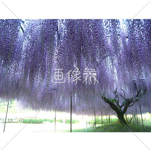 きれいな紫色の藤棚の写真 3 画像衆 デザインを簡単レベルアップ 写真 模様 イラストのダウンロードサイト