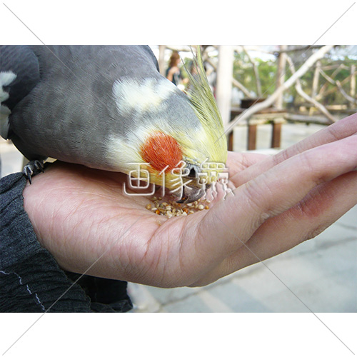 人の手から餌を食べるオカメインコの写真 1 画像衆 デザインを簡単レベルアップ 写真 模様 イラストのダウンロードサイト