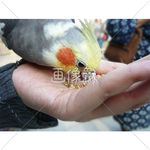 人の手から餌を食べるオカメインコの写真 2 画像衆 デザインを簡単レベルアップ 写真 模様 イラストのダウンロードサイト