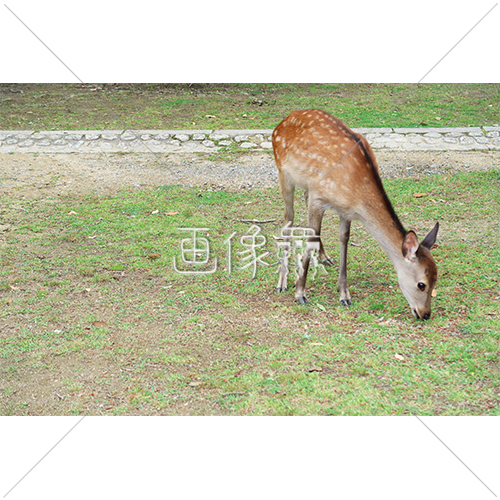 芝生の上で餌を探す鹿 1 の写真 画像衆 デザインを簡単レベルアップ 写真 模様 イラストのダウンロードサイト