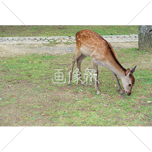 芝生の上で餌を探す鹿 2 の写真 画像衆 デザインを簡単レベルアップ 写真 模様 イラストのダウンロードサイト
