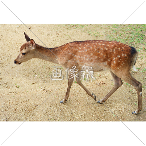 芝生の上で餌を探す鹿 6 の写真 画像衆 デザインを簡単レベルアップ 写真 模様 イラストのダウンロードサイト