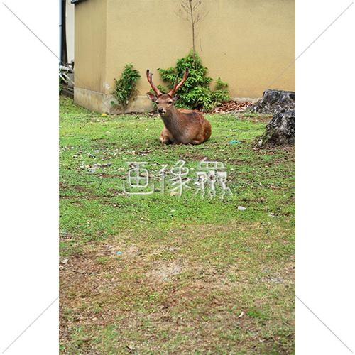 芝生の上でひなたぼっこをする鹿 1 の写真 画像衆 デザインを簡単レベルアップ 写真 模様 イラストのダウンロードサイト