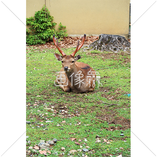 芝生の上でひなたぼっこをする鹿 2 の写真 画像衆 デザインを簡単レベルアップ 写真 模様 イラストのダウンロードサイト