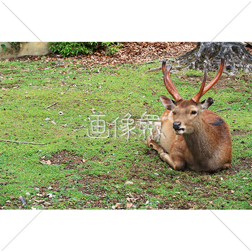 芝生の上でひなたぼっこをする鹿 3 の写真 画像衆 デザインを簡単レベルアップ 写真 模様 イラストのダウンロードサイト