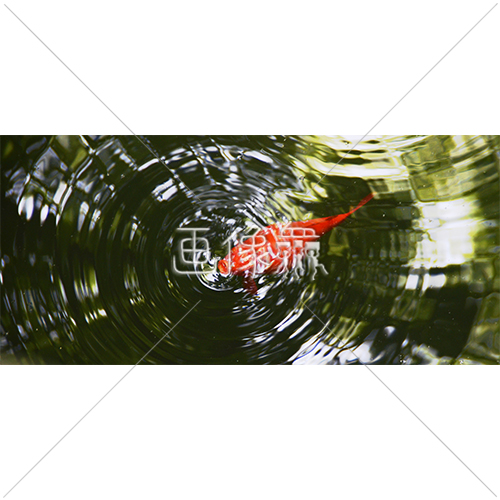 鯉の写真素材 2 画像衆 デザインを簡単レベルアップ 写真 模様 イラストのダウンロードサイト