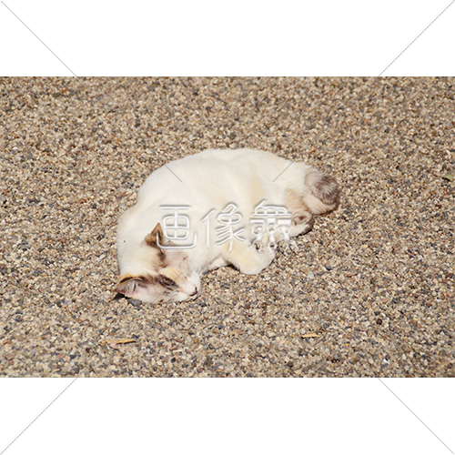 地面で丸くなるネコの写真 1 画像衆 デザインを簡単レベルアップ 写真 模様 イラストのダウンロードサイト