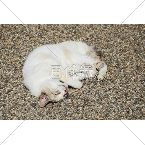 地面で丸くなるネコの写真 2 画像衆 デザインを簡単レベルアップ 写真 模様 イラストのダウンロードサイト