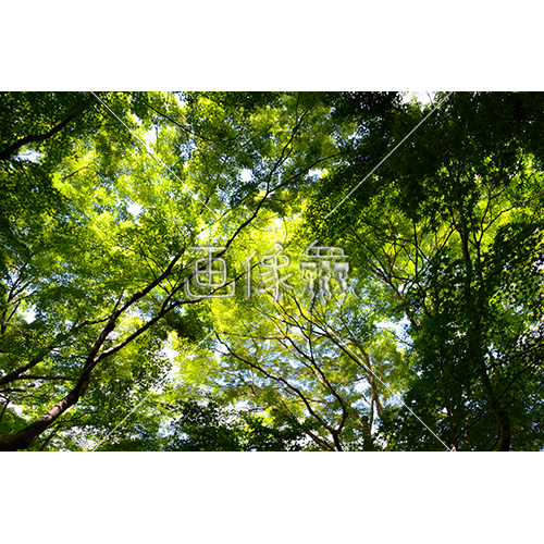 スピリチュアルヒーリングな森林の写真素材 画像衆 デザインを簡単レベルアップ 写真 模様 イラストのダウンロードサイト